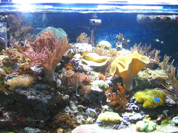 L'aquarium de tasmanix Aqua110