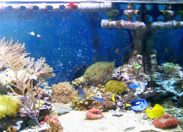 L'aquarium de tasmanix Aqua210