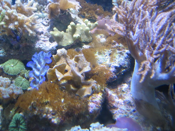 L'aquarium de tasmanix Aqua510