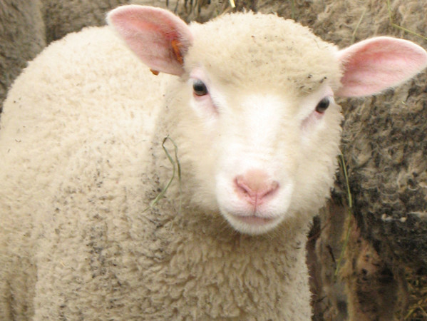 A tous les petits moutons du monde Mouton10