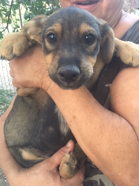 SHADOW - Chien mâle croisé Berger, né en juin 2016 (CARMINA) Fullsi31