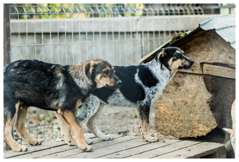 SHADOW - Chien mâle croisé Berger, né en juin 2016 (CARMINA) Shadow14