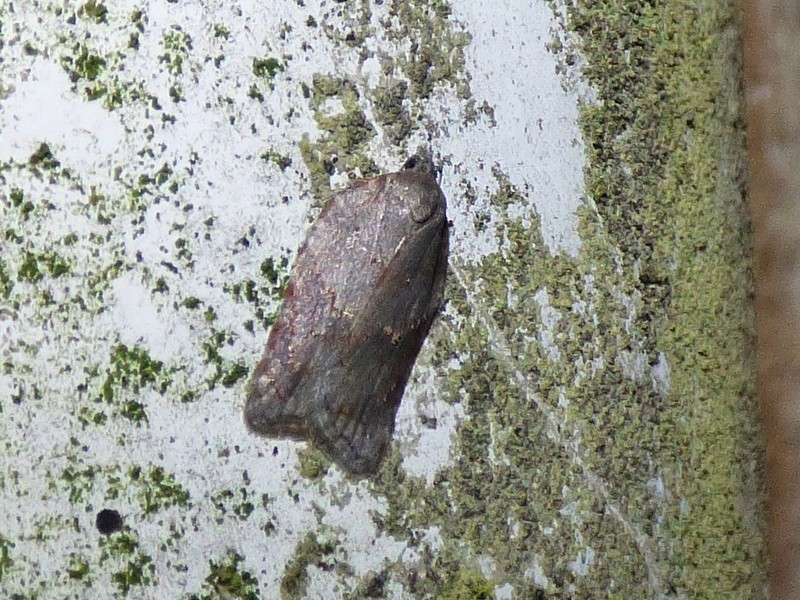 Acleris sparsana et shepherdana ? Acleri10