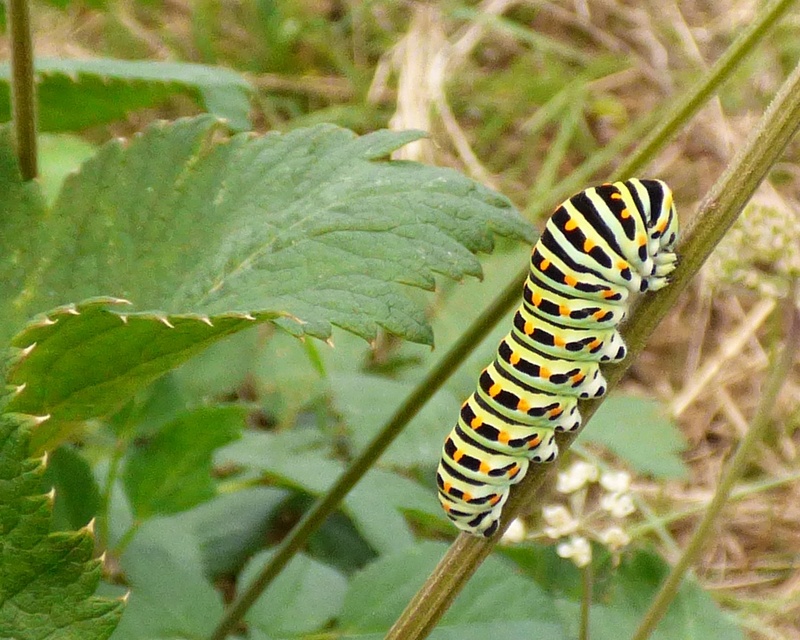 [Papilio machaon] Chenille Papilio Machaon et plusieurs plante-hôtes Machao10