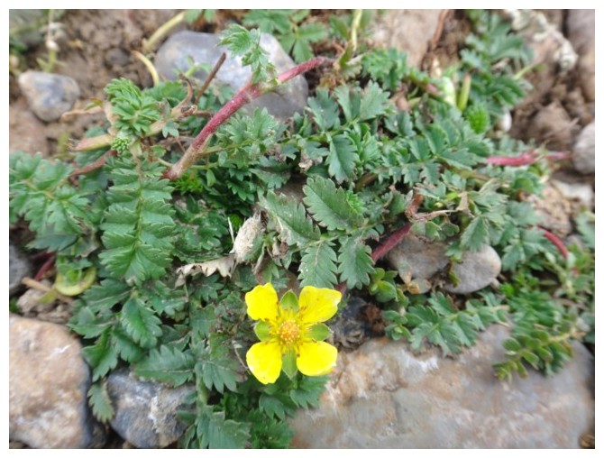 Zanskar 1 - Août 2016 0911