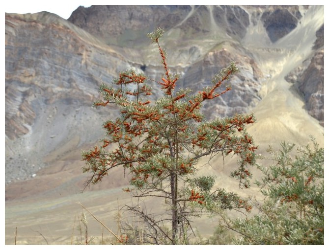 Zanskar - Zanskar 1 - Août 2016 1211