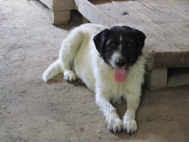 ZIGGY, né 2013, 22 kg - timide (BELLA) Pris en charge Association GALIA  17_09201