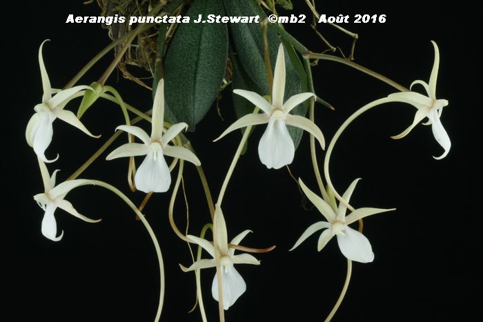 Aerangis punctata Aerang11