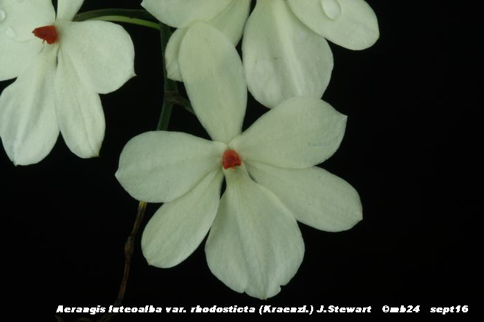 Aerangis luteoalba var. rhodosticta Aerang14
