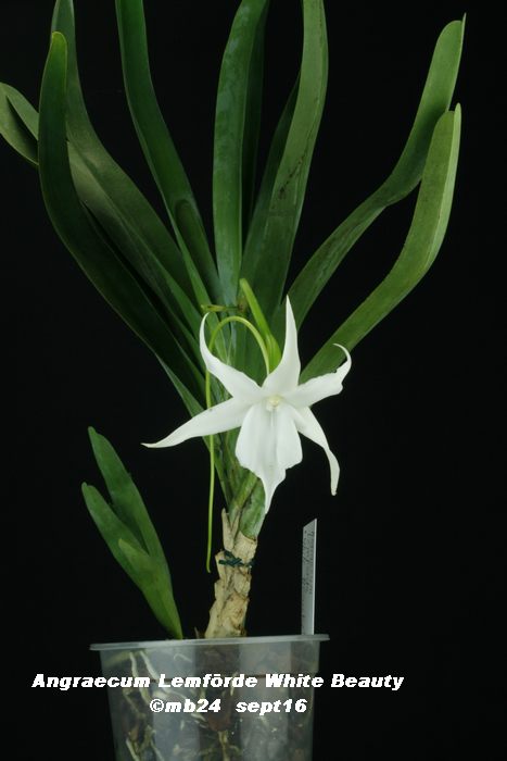Angraecum Lemförde White Beauty (magdalenae x sesquipedale) Angrae10