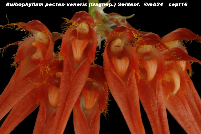 Bulbophyllum pecten-veneris = tingabarinum Bulbop13