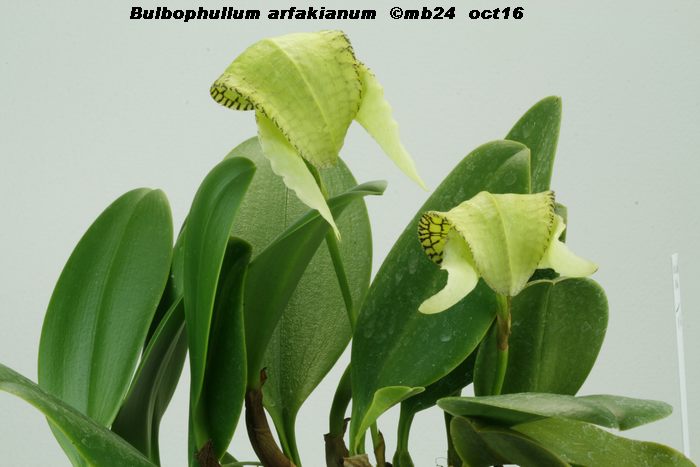 Bulbophyllum arfakianum Bulbop16