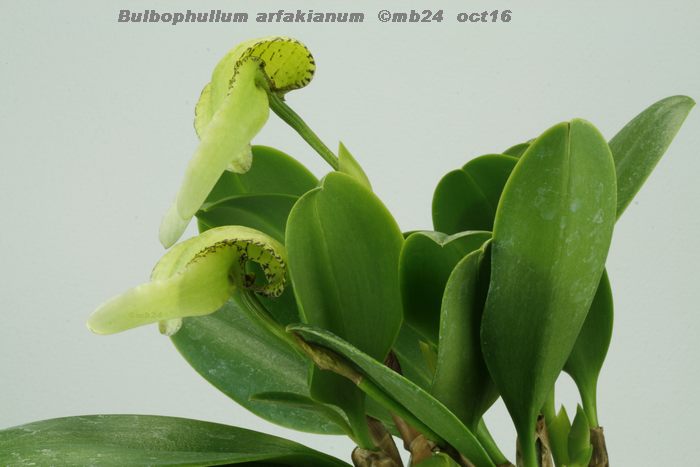 Bulbophyllum arfakianum Bulbop18
