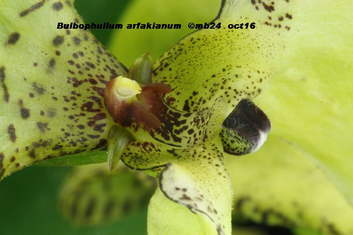Bulbophyllum arfakianum Bulbop19