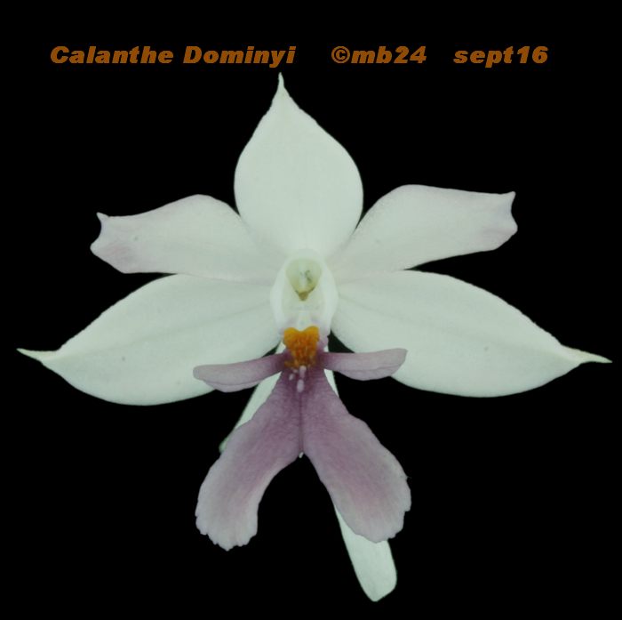 Calanthe Dominyi (sylvatica x triplicata) Calant10