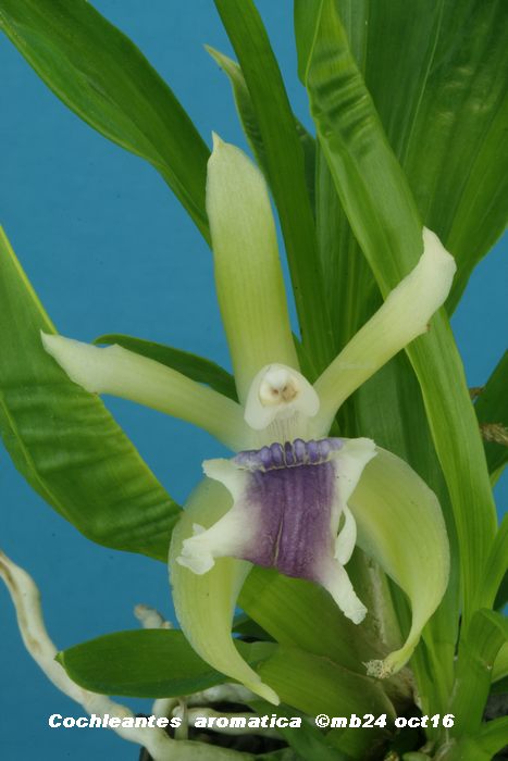 Cochleanthes aromatica Cochle11