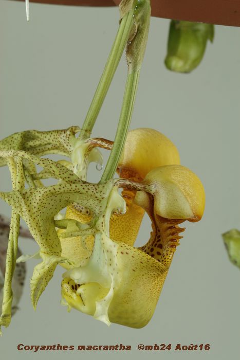 Coryanthes cataniapoense et macrantha Coryan10