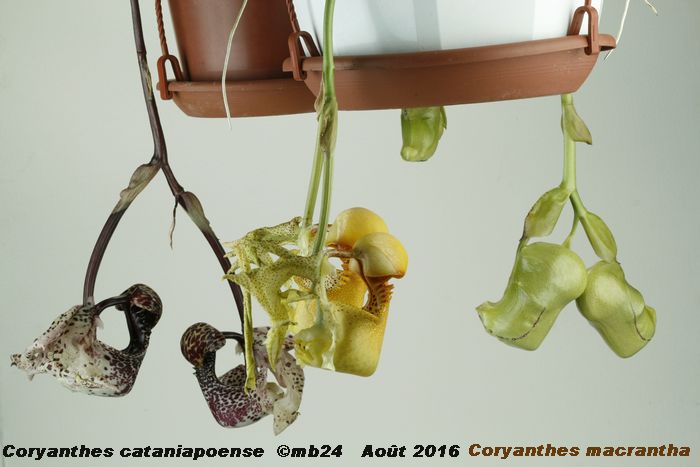 Coryanthes cataniapoense et macrantha Coryan11