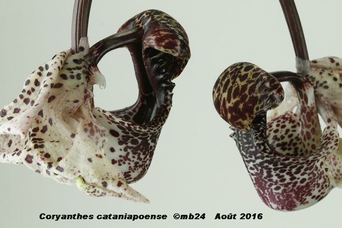 Coryanthes cataniapoense et macrantha Coryan12