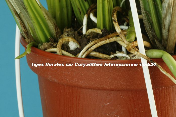 Coryanthes cataniapoense et macrantha Coryan13