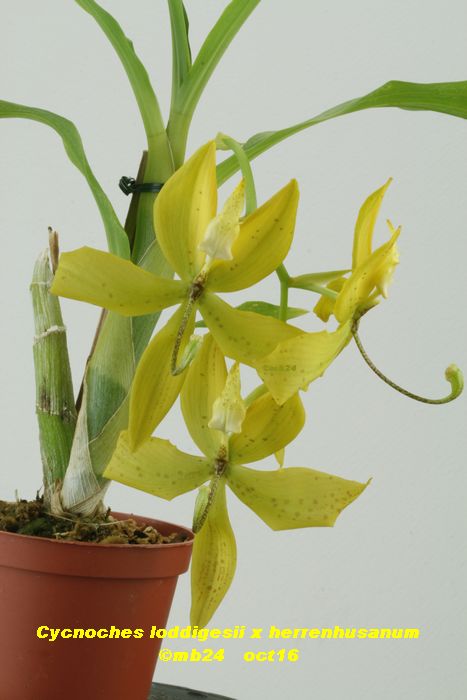 Cycnoches loddigesii x herrenhusanum : 2 plantes Cycnoc26
