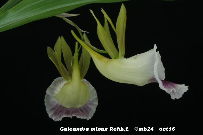 Galeandra harveyana  Galean12