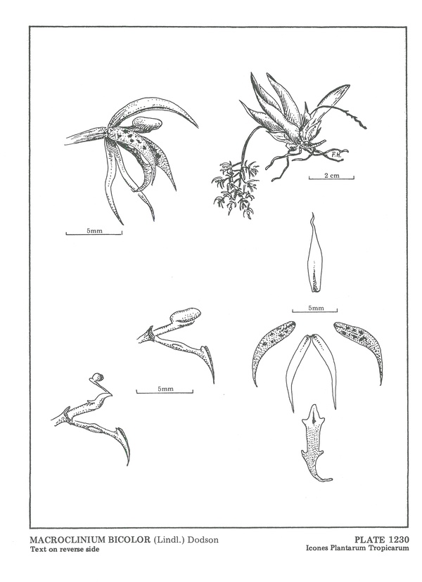 Macroclinium bicolor Macroc10