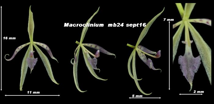 Macroclinium bicolor Macroc11