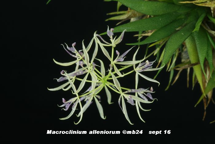 Macroclinium alleniorum ? Macroc12