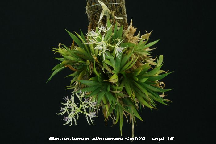 Macroclinium alleniorum ? Macroc13