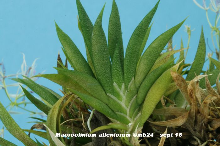 Macroclinium alleniorum ? Macroc15