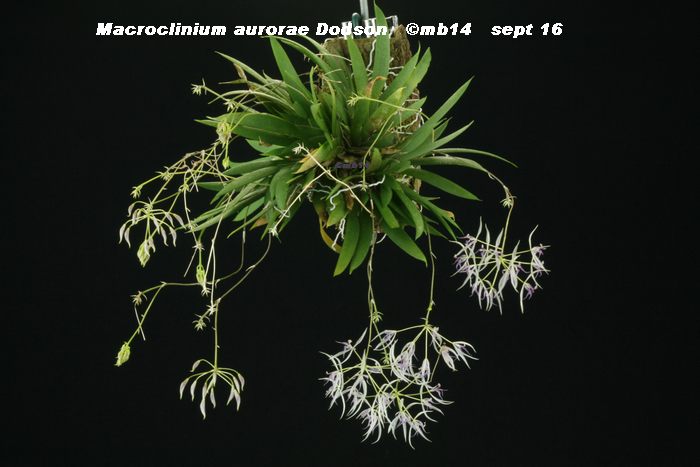  Macroclinium aurorae   Macroc17