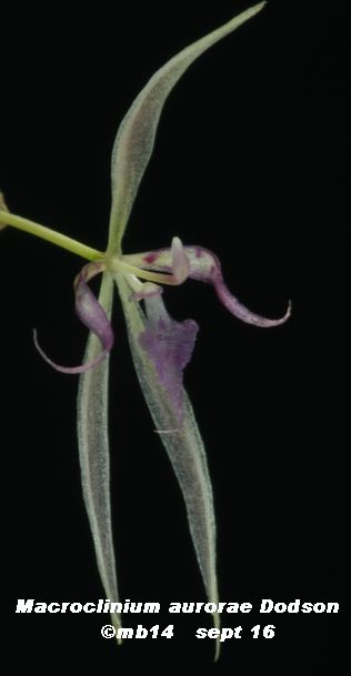 Macroclinium aurorae Macroc18