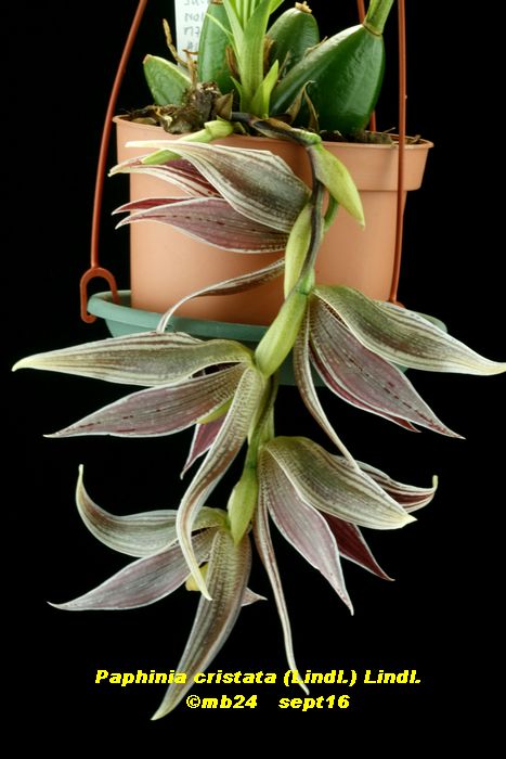 Paphinia cristata  Paphin12