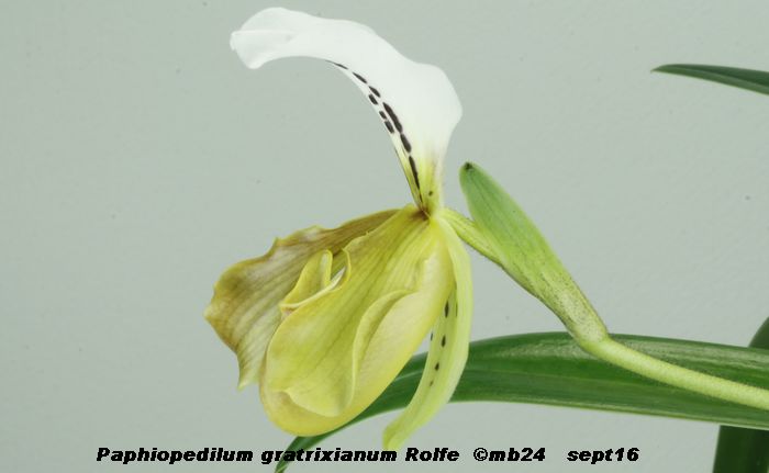 Paphiopedilum gratrixianum  Paphio10