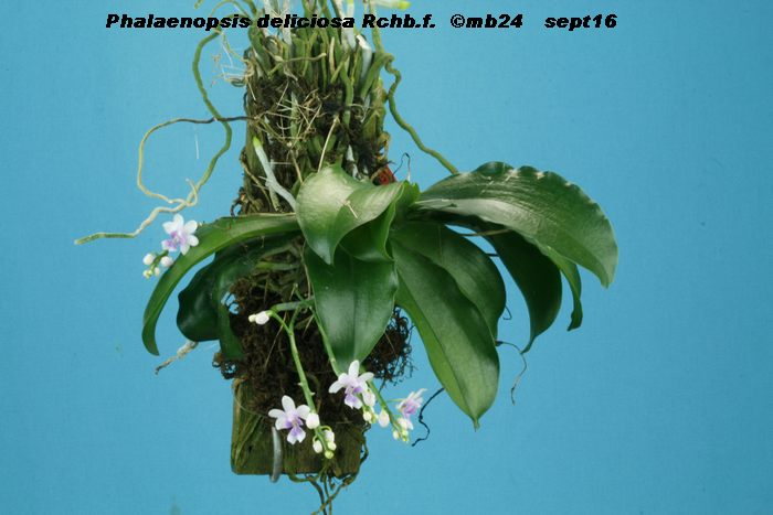 Phalaenopsis deliciosa subsp. deliciosa Phalae10