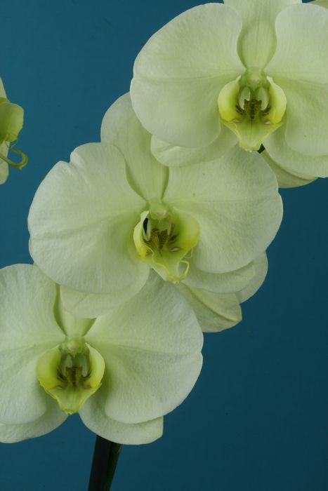 Phalaenopsis Emeraude (Allegria x Tarragone) Phalae13