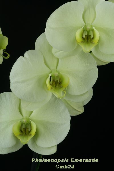 Phalaenopsis Emeraude (Allegria x Tarragone) Phalae14