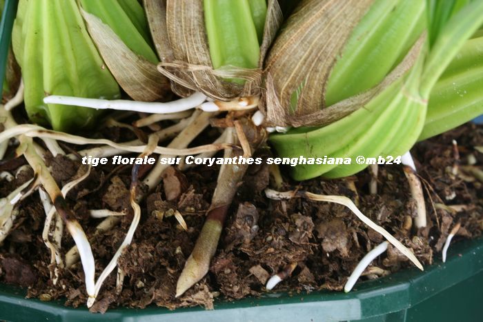 Coryanthes cataniapoense et macrantha Tige_f10