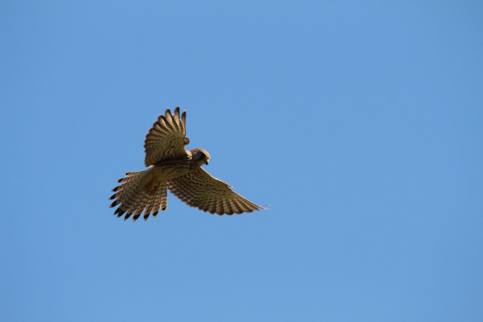 Der Falke / Die Falken 2011