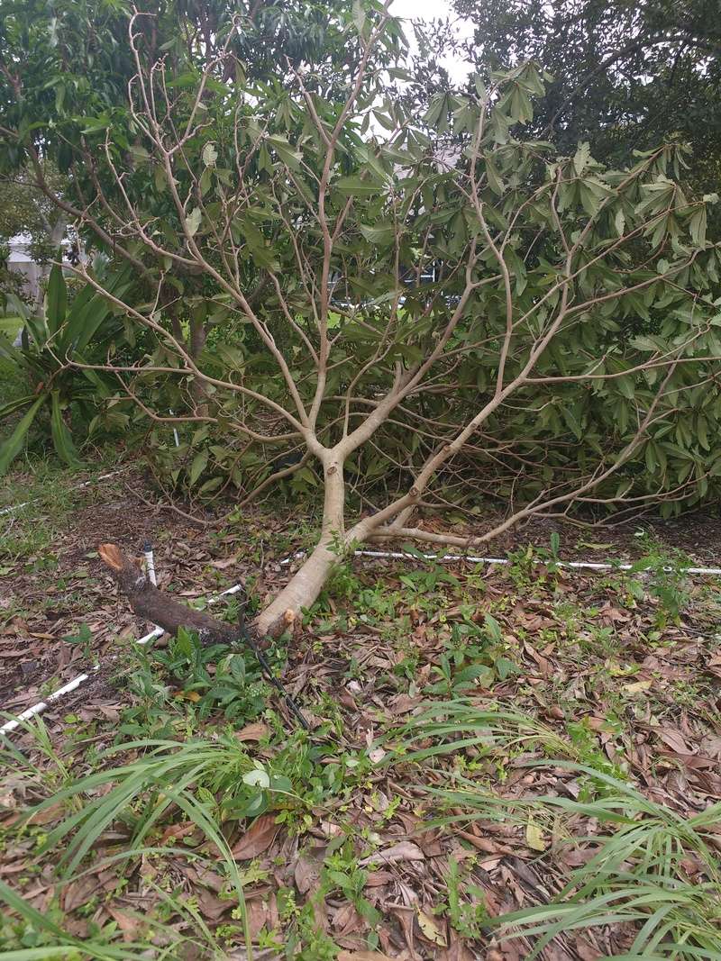 Hurricane Matthew Loquat10