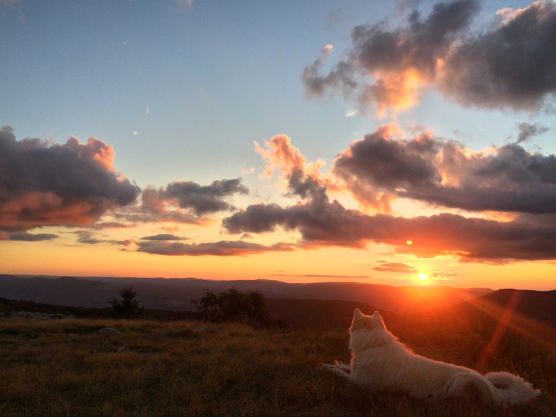 Husky fall sunset chasers' club  Img_6810