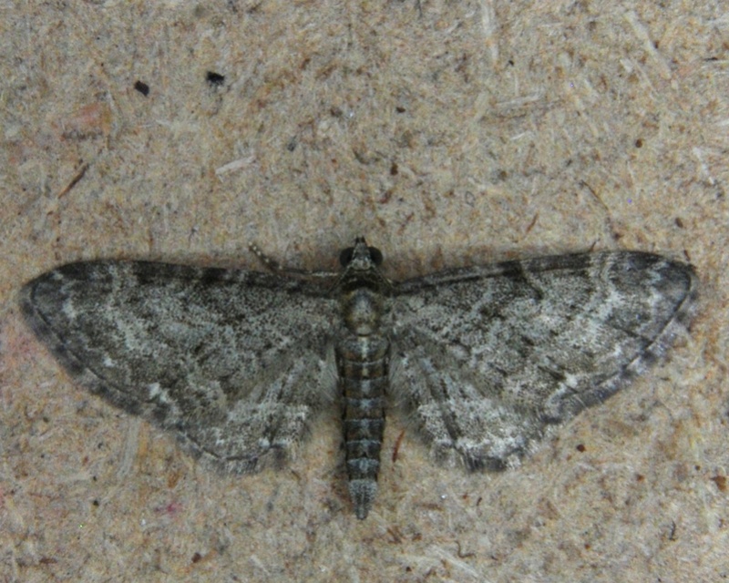 Eupithécia vulgata et millefoliata (?) [Eupithecia vulgata-Eupithecia subfuscata] Mille110
