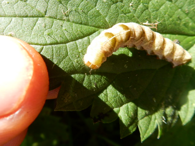 une chenille à identifier 00210