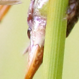 Metrioptera brachyptera [Metrioptera brachyptera] Img_0513