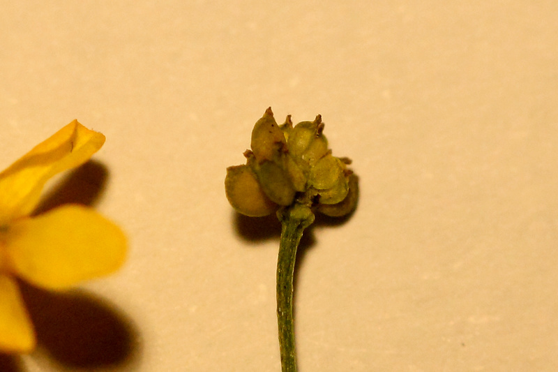 Renoncule radicante au look de R. flammula [Ranunculus flammula] Img_0914