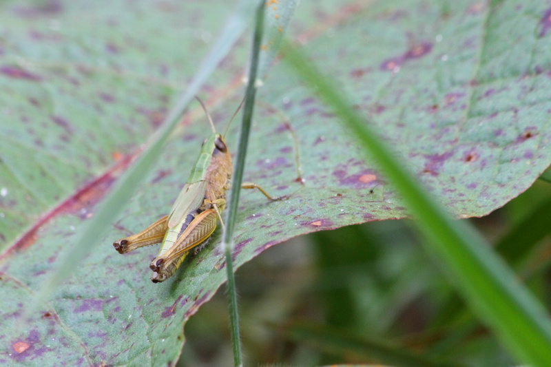 [Pseudochorthippus montanus] Chorthippus montanus Img_7311