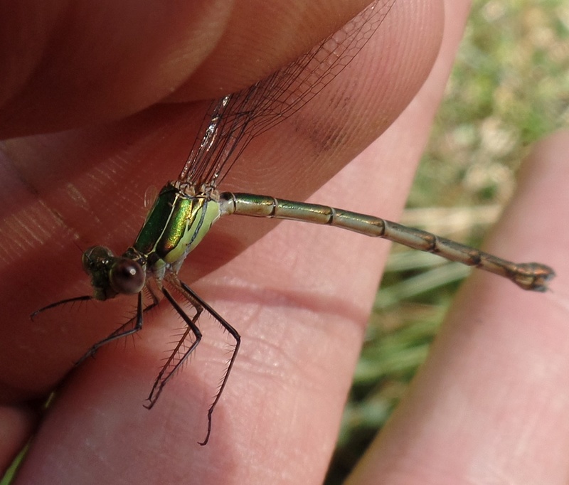 [Lestes viridis] C'est encore du lourd  Lestes14