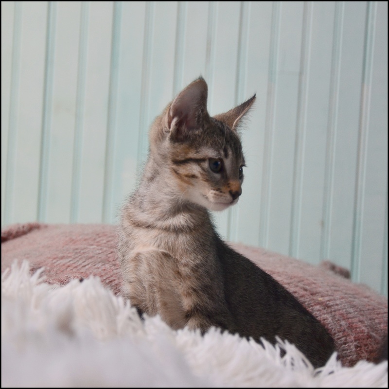 Miko-chaton brown tabby-né le 18/07/2016 Dsc_9315