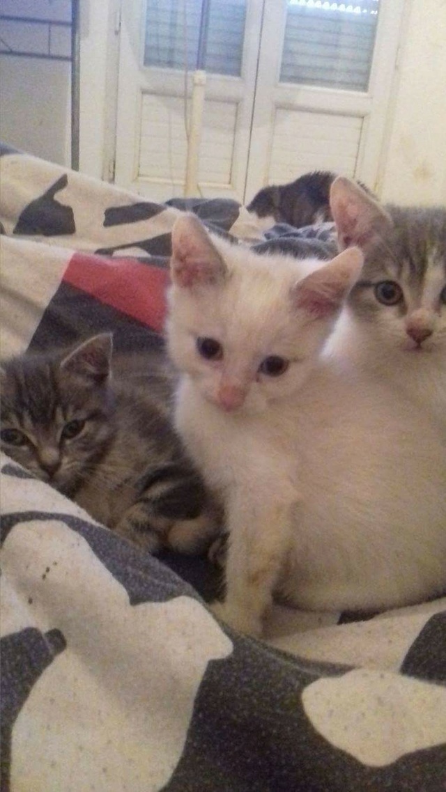 SOS POUR TROIS CHATONS A_f52310